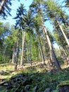 Tree, mountain, Nature, trawa mech, kamieÃâ, Nowa Morawa BolesÃâawÃÂ³w Royalty Free Stock Photo